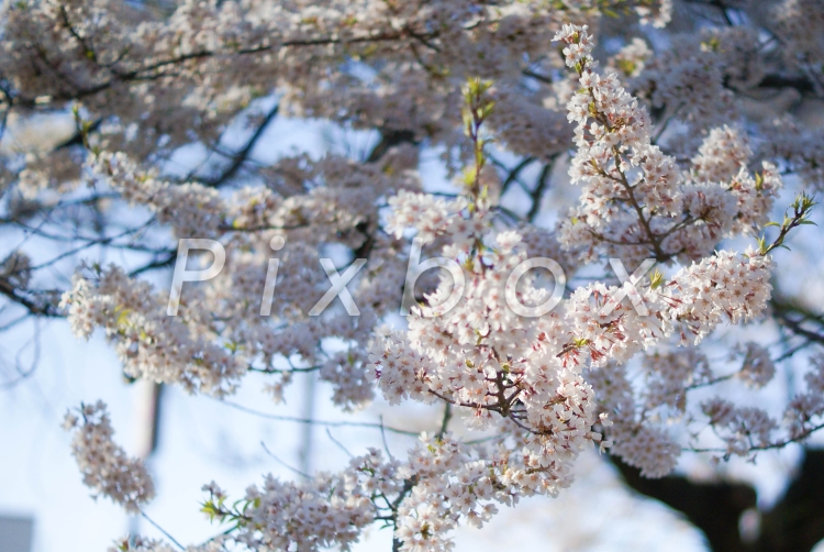 花の写真