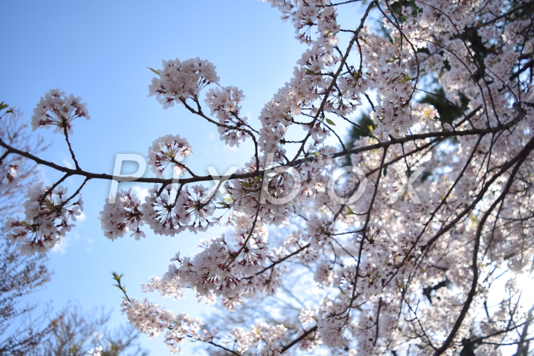 桜の写真