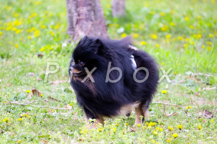 風になびく犬の写真