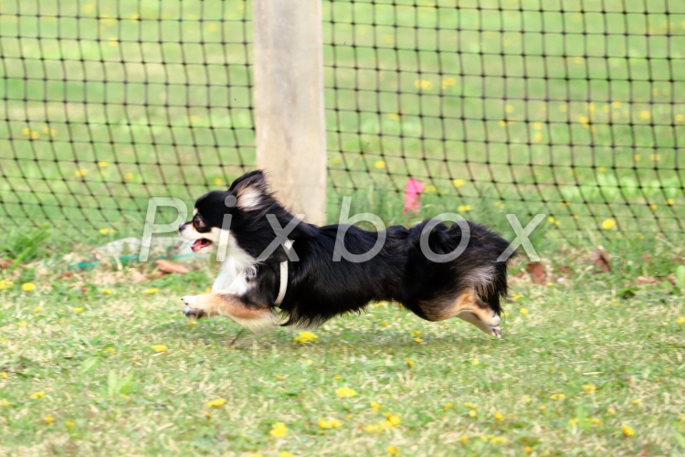 原っぱを駆ける犬の写真