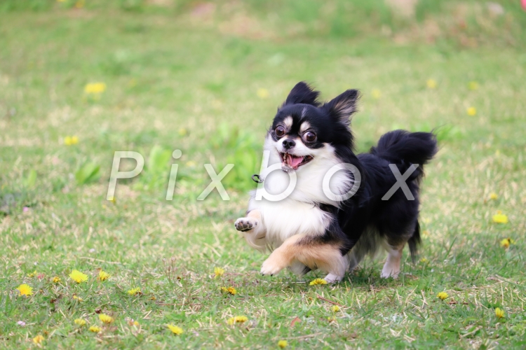 駆け寄ってくる犬の写真