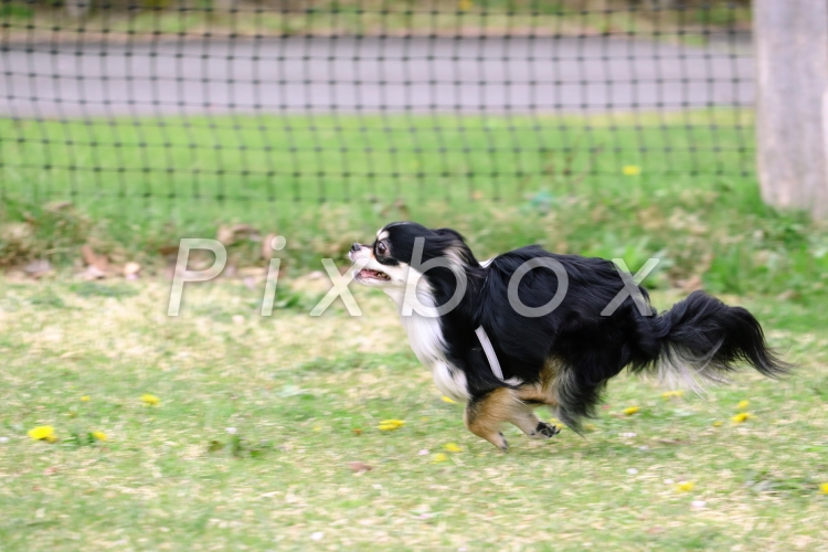 原っぱを駆ける犬の写真