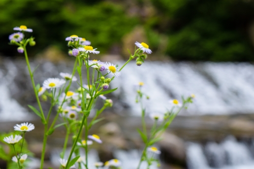 花の写真