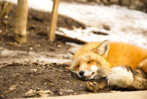 狐の寝顔の写真