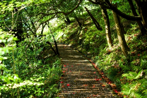 木漏れ日の山道の写真