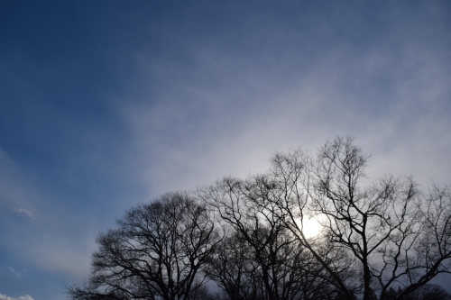 冬枯れの木と寒空の写真