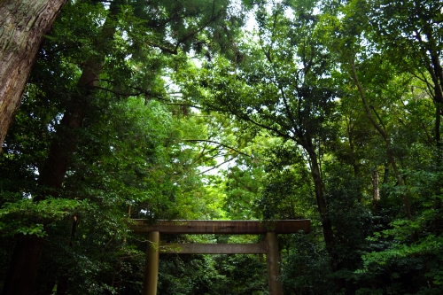 木々に囲まれる鳥居の写真