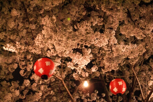 夜桜と提灯の写真