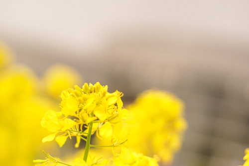 一輪の黄色い花の写真