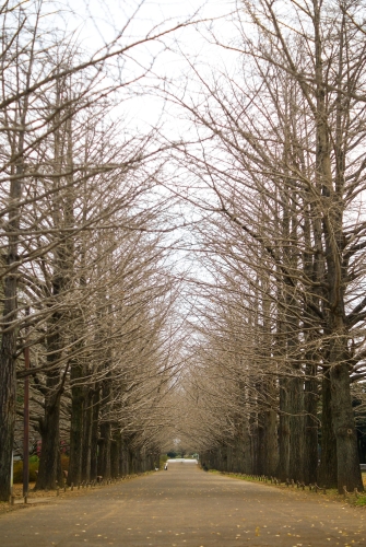 冬の並木道の写真