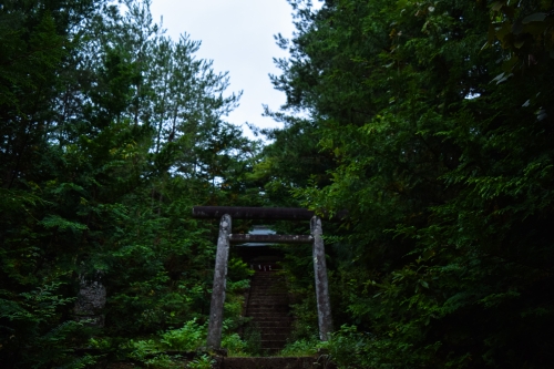 森の中の鳥居の写真