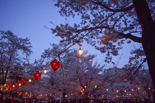 夜桜とお祭りの写真