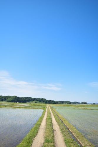 夏の田舎道の写真