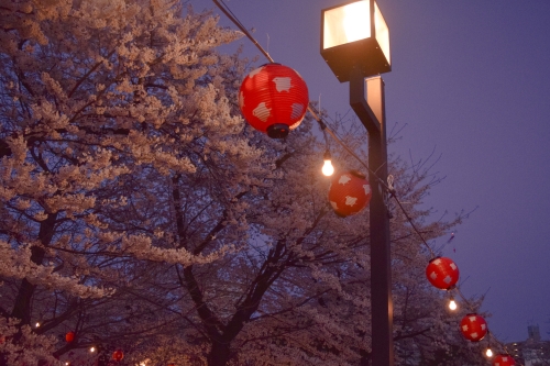 夜桜の写真