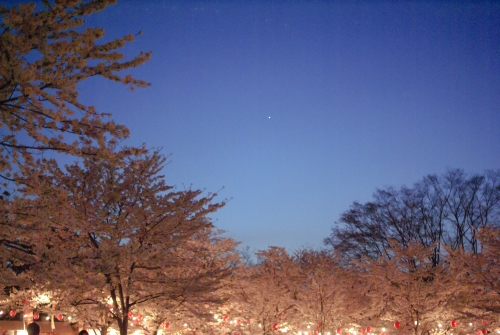 夜桜の写真