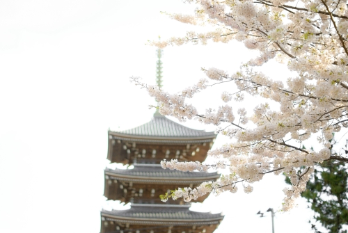 桜と五重塔の写真