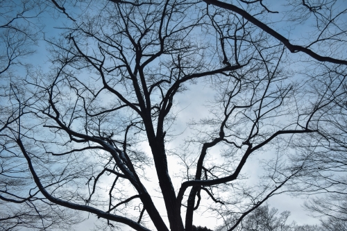 冬枯れた木の写真