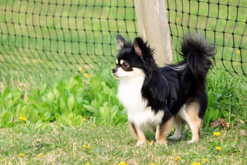 遠くを見つめる犬の写真