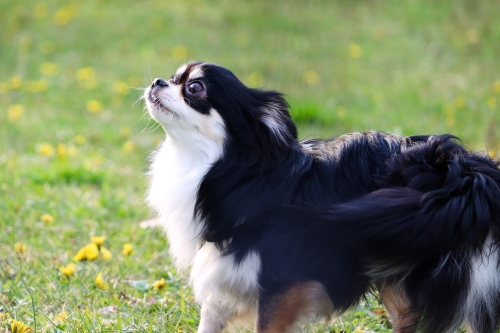 飼い主を見上げる犬の写真