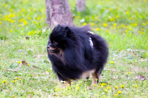 風になびく犬の写真