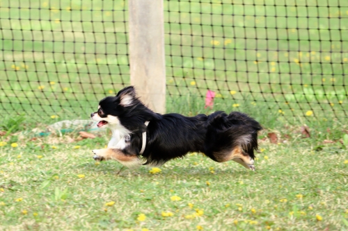 原っぱを駆ける犬の写真