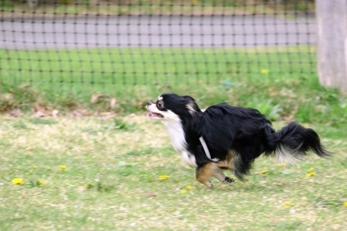 原っぱを駆ける犬の写真