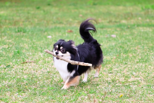 戦闘力の高そうな犬の写真