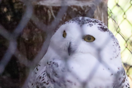 フェンス越しのフクロウの写真