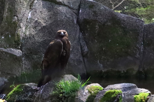 雄々しく佇む鳥の写真